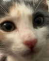 ll3nh3ntai Altpins Profile Picture