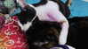 ll3nh3ntai Altpins Profile Picture