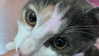 ll3nh3ntai Altpins Profile Picture