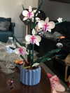 ll3nh3ntai Altpins Profile Picture