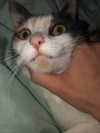 ll3nh3ntai Altpins Profile Picture