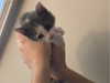 ll3nh3ntai Altpins Profile Picture
