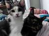 ll3nh3ntai Altpins Profile Picture