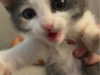 ll3nh3ntai Altpins Profile Picture