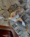lllaurahawkins Altpins Profile Picture