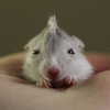 lolalovegoood Altpins Profile Picture