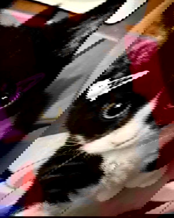 lolaxyummy lolaxyummy archive image