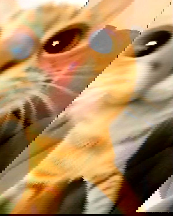 lolaxyummy lolaxyummy archive image