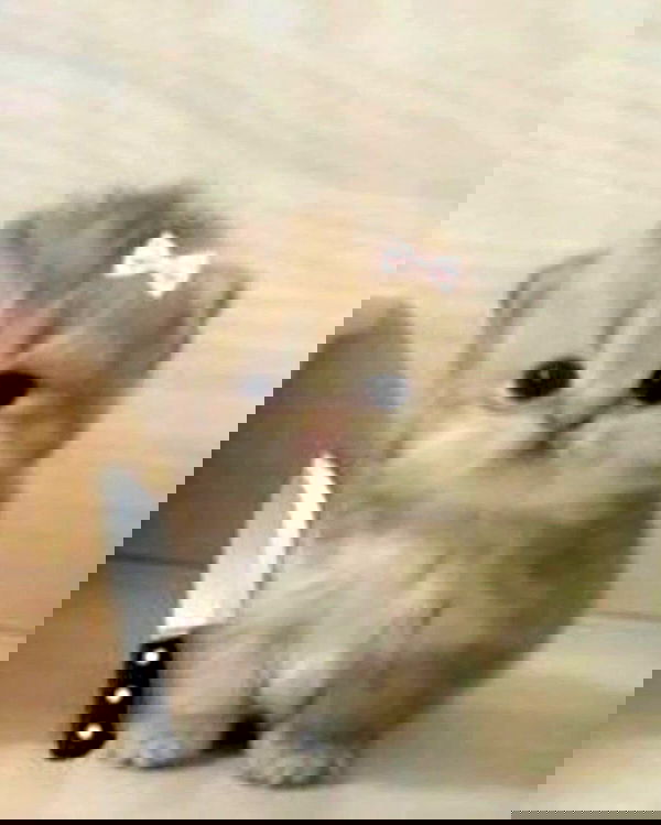 lolaxyummy lolaxyummy archive image