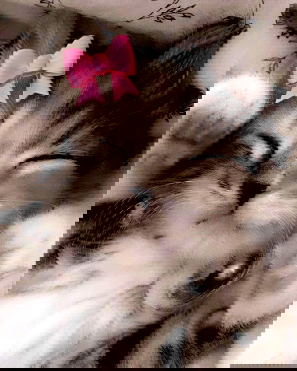 lolaxyummy lolaxyummy archive image