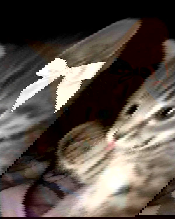 lolaxyummy lolaxyummy archive image