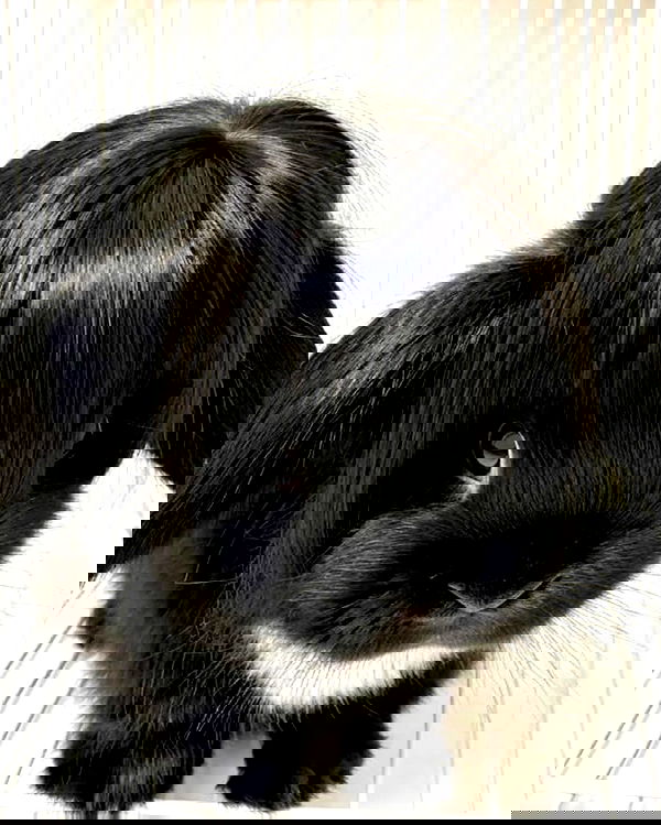 lolaxyummy lolaxyummy archive image