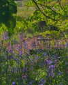 luciamanfredii Altpins Profile Picture