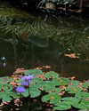 luciamanfredii Altpins Profile Picture