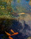 luciamanfredii Altpins Profile Picture