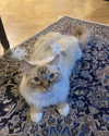 luuminizer Altpins Profile Picture
