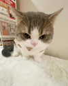 luuminizer Altpins Profile Picture