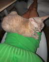 luuminizer Altpins Profile Picture