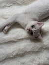 luuminizer Altpins Profile Picture