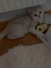 luuminizer Altpins Profile Picture