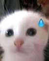 lyracr0w0 Altpins Profile Picture