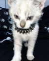 lyracr0w0 Altpins Profile Picture