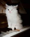 lyracr0w0 Altpins Profile Picture