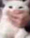 lyracr0w0 Altpins Profile Picture