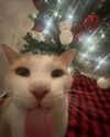 lyracr0w0 Altpins Profile Picture