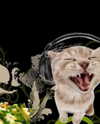 lyracr0w0 Altpins Profile Picture