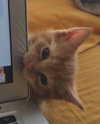 lyracr0w0 Altpins Profile Picture