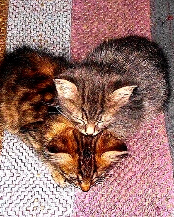lyracr0w0 instagram image archive image