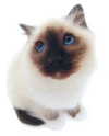 lyracr0w0 Altpins Profile Picture