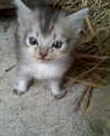 lyracr0w0 Altpins Profile Picture
