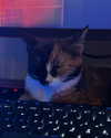 lyracr0w0 Altpins Profile Picture
