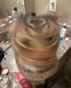 lyracr0w0 Altpins Profile Picture