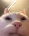 lyracr0w0 Altpins Profile Picture