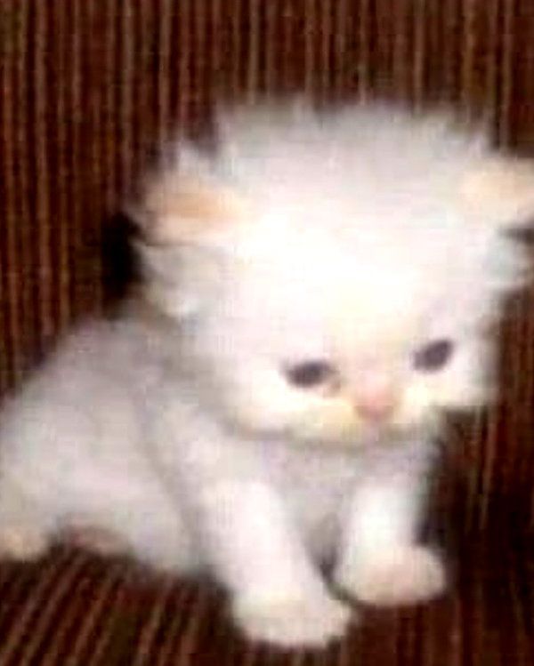 lyracr0w0 instagram image archive image