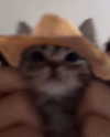 lyracr0w0 Altpins Profile Picture