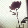 m3oww0_o Altpins Profile Picture