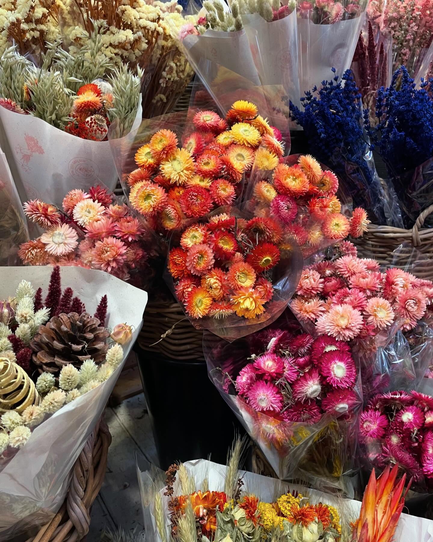 maayan.shaibi instagram image archive image