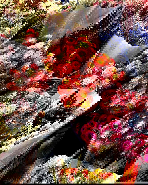 maayan.shaibi image ~ Altpins