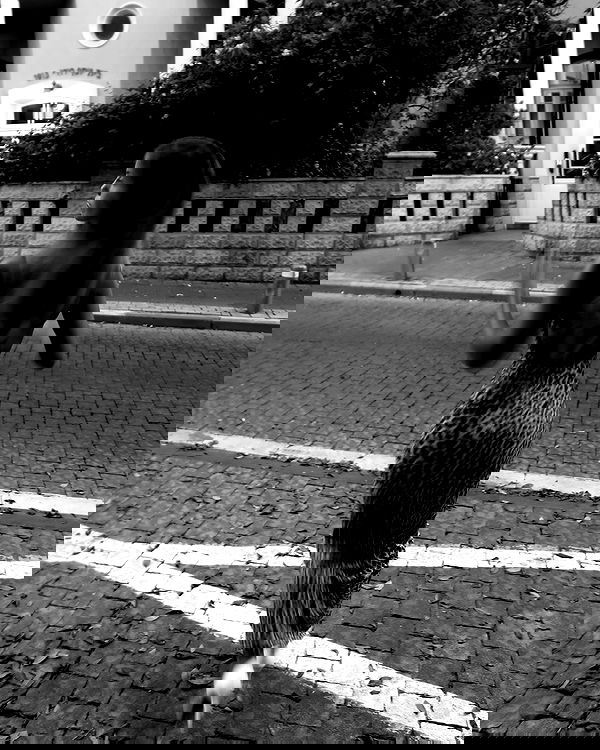 maayan.shaibi image ~ Altpins