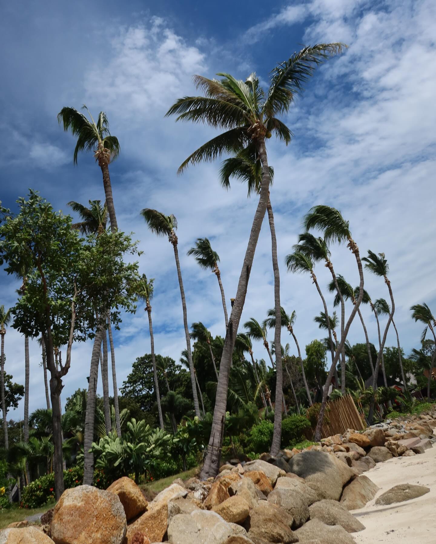 maayan.shaibi instagram image archive image