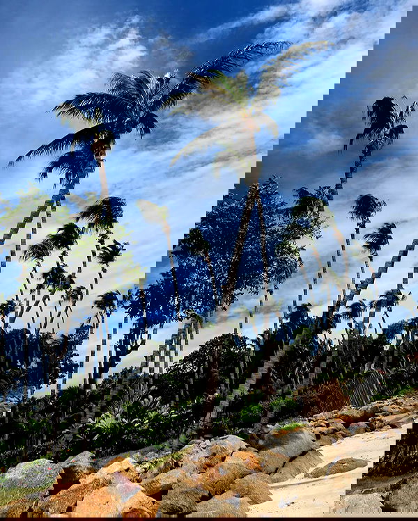 maayan.shaibi image ~ Altpins