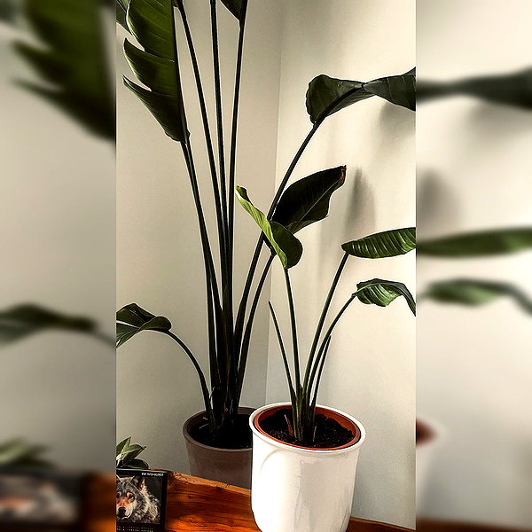 macezayuri instagram image archive image