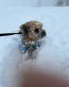 macezayuri Altpins Profile Picture