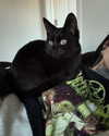 magg0tfleshh Altpins Profile Picture