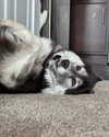 magg0tfleshh Altpins Profile Picture