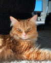 magg0tfleshh Altpins Profile Picture